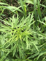 Leonurus glaucescens