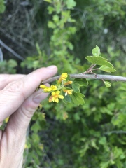 Ribes aureum