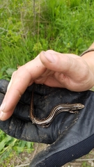 Plestiodon septentrionalis