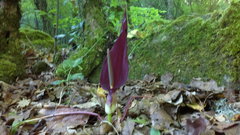 Arum elongatum