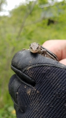 Plestiodon septentrionalis