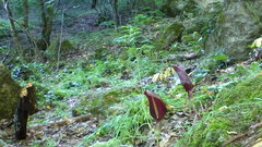Arum elongatum