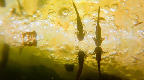 Salamandridae