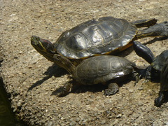 Actinemys marmorata