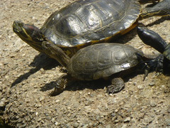 Actinemys marmorata