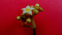 Eumachia chaenotricha