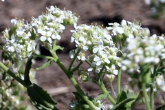 Lepidium appelianum