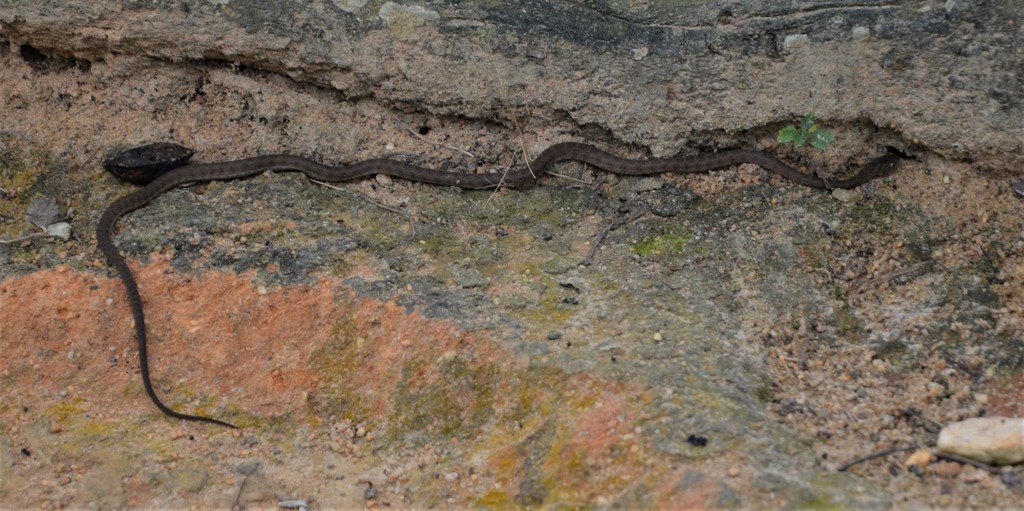 Полосатый яйцеед (Энциклопедия змей) · BioDiversity4All