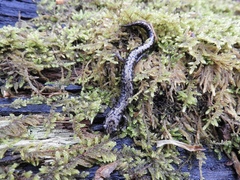 Plethodon welleri