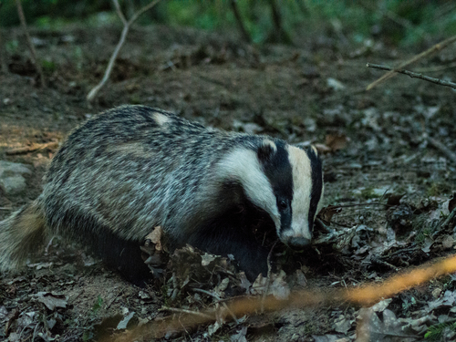 European Badger