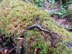 Plethodon welleri