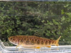 Brook Trout photo 5