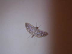 Nausinoe perspectata