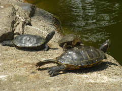 Actinemys marmorata