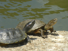 Actinemys marmorata