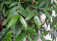 Dracaena surculosa