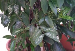 Dracaena surculosa