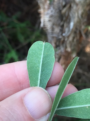 Image of Callistachys lanceolata by (c) Stephen Thorpe, some rights reserved (CC BY)