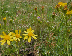 Senecio riddellii
