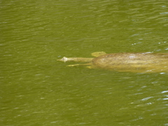 Apalone spinifera