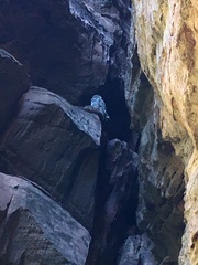 Strix occidentalis lucida