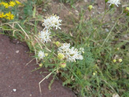 Loomis' thimblehead (Hymenothrix loomisii)