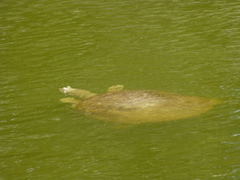 Apalone spinifera