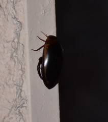 Hydaticus bimarginatus