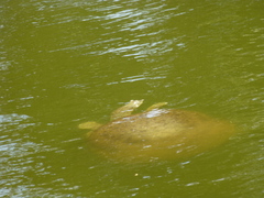 Apalone spinifera