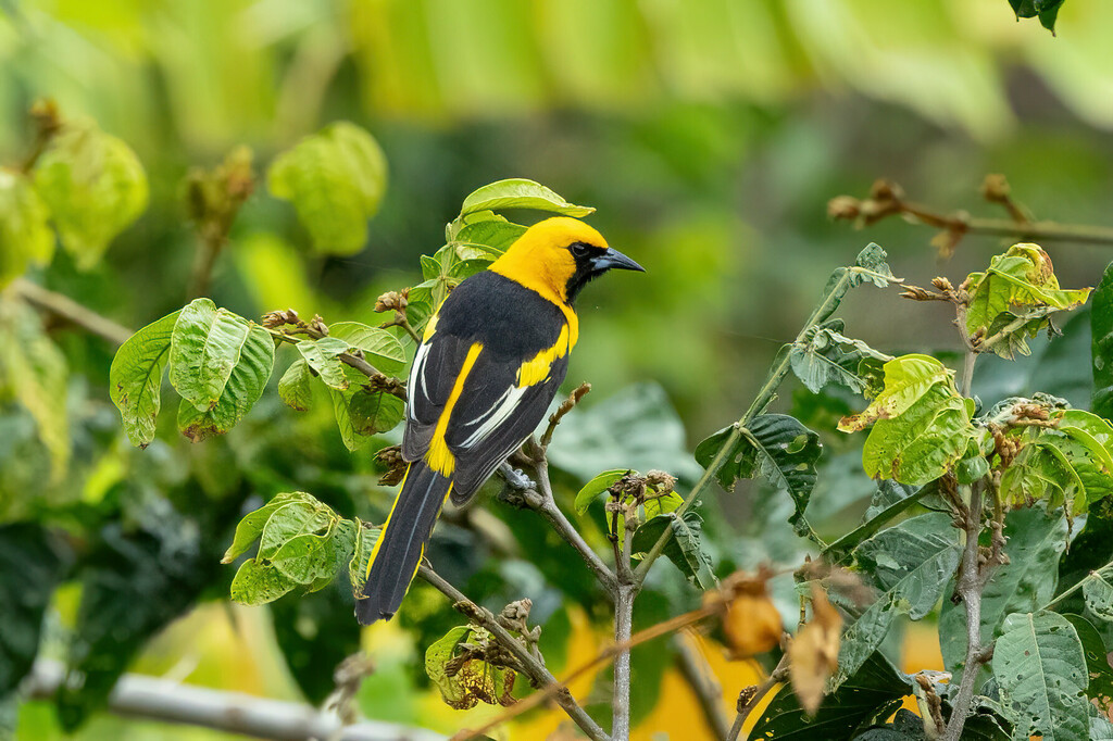 Yellow-tailed Oriole