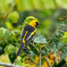 Icterus mesomelas taczanowskii - Photo (c) Thibaud Aronson, some rights reserved (CC BY-SA), uploaded by Thibaud Aronson