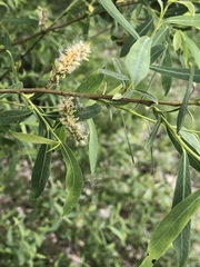 Salix vinogradovii