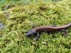 Plethodon yonahlossee