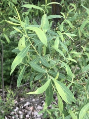 Salix vinogradovii