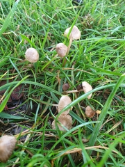 Mycena olivaceomarginata