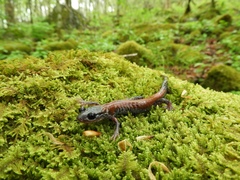 Plethodon yonahlossee