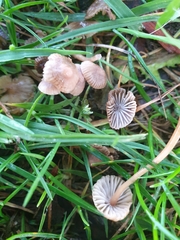 Mycena olivaceomarginata
