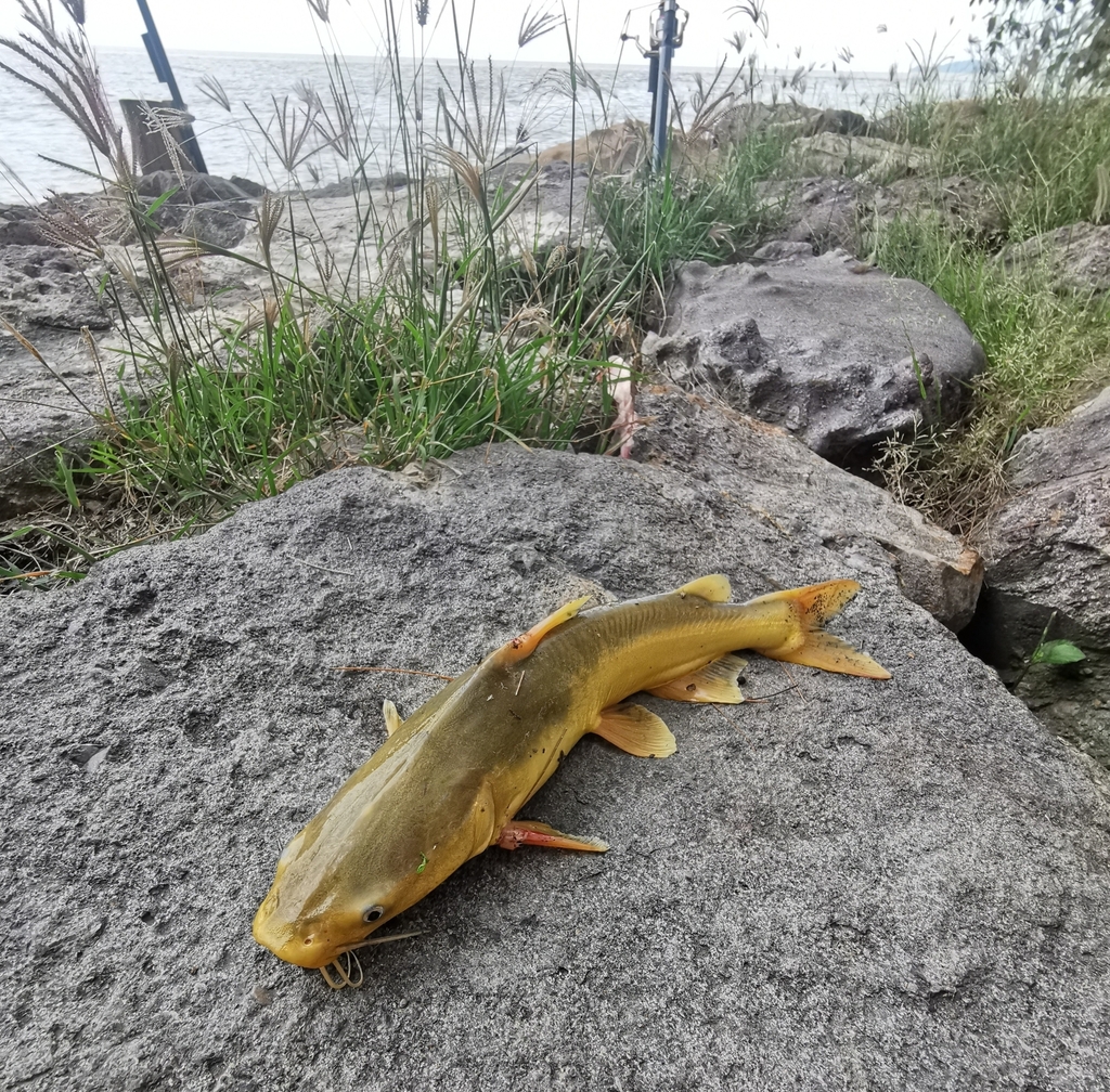 Spoonsnouted Catfish