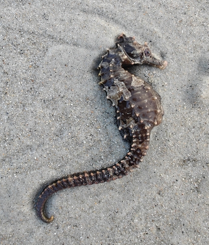 Northern Seahorse photographed in North Carolina