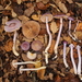 Cortinarius magellanicus - Photo (c) Chris Valdés, some rights reserved (CC BY-NC), uploaded by Chris Valdés