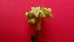 Eumachia chaenotricha