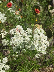 Bifora americana