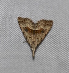 Trigonistis asthenopa
