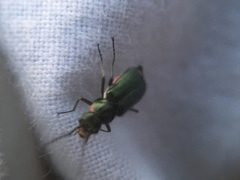 Malachius bipustulatus