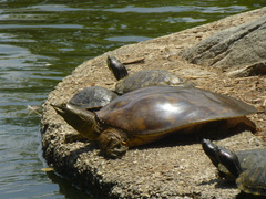 Apalone spinifera