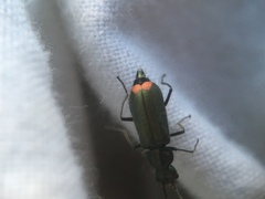 Malachius bipustulatus