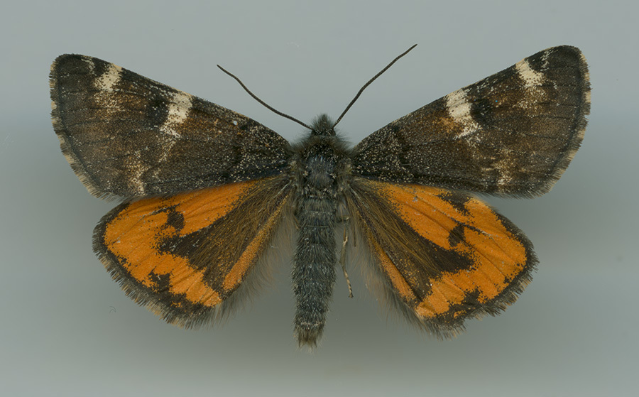 Archiearinae