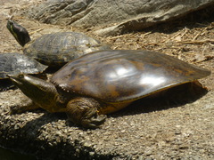 Apalone spinifera