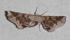 Parepisparis multicolora