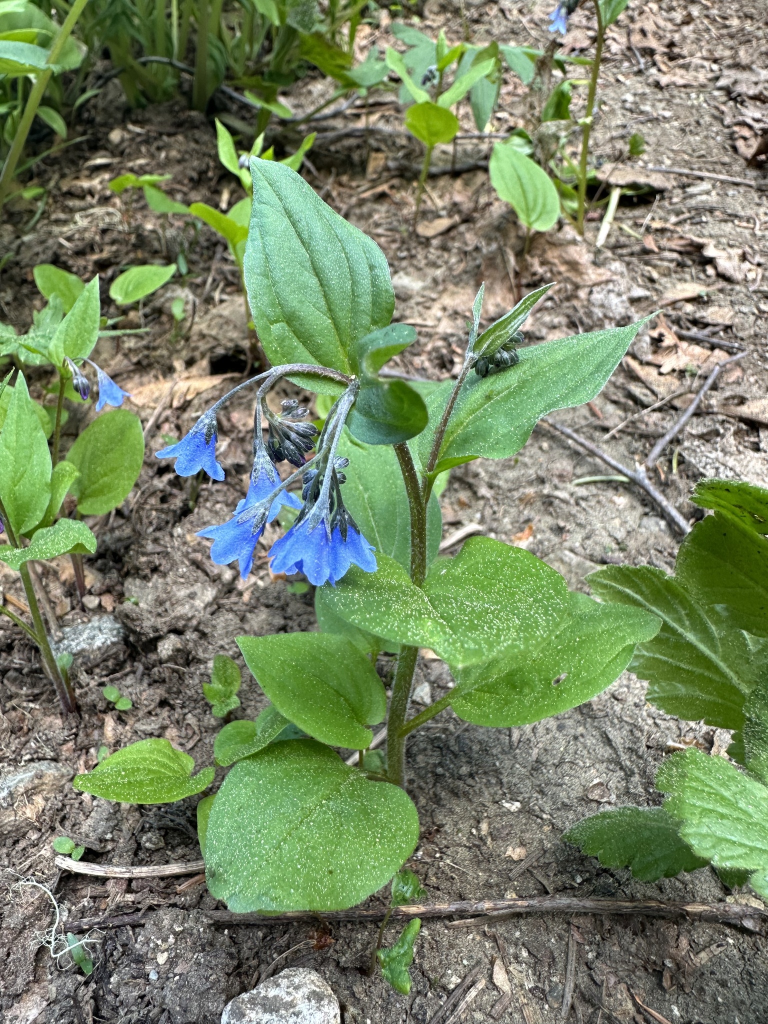 Imagem de Mertensia bella